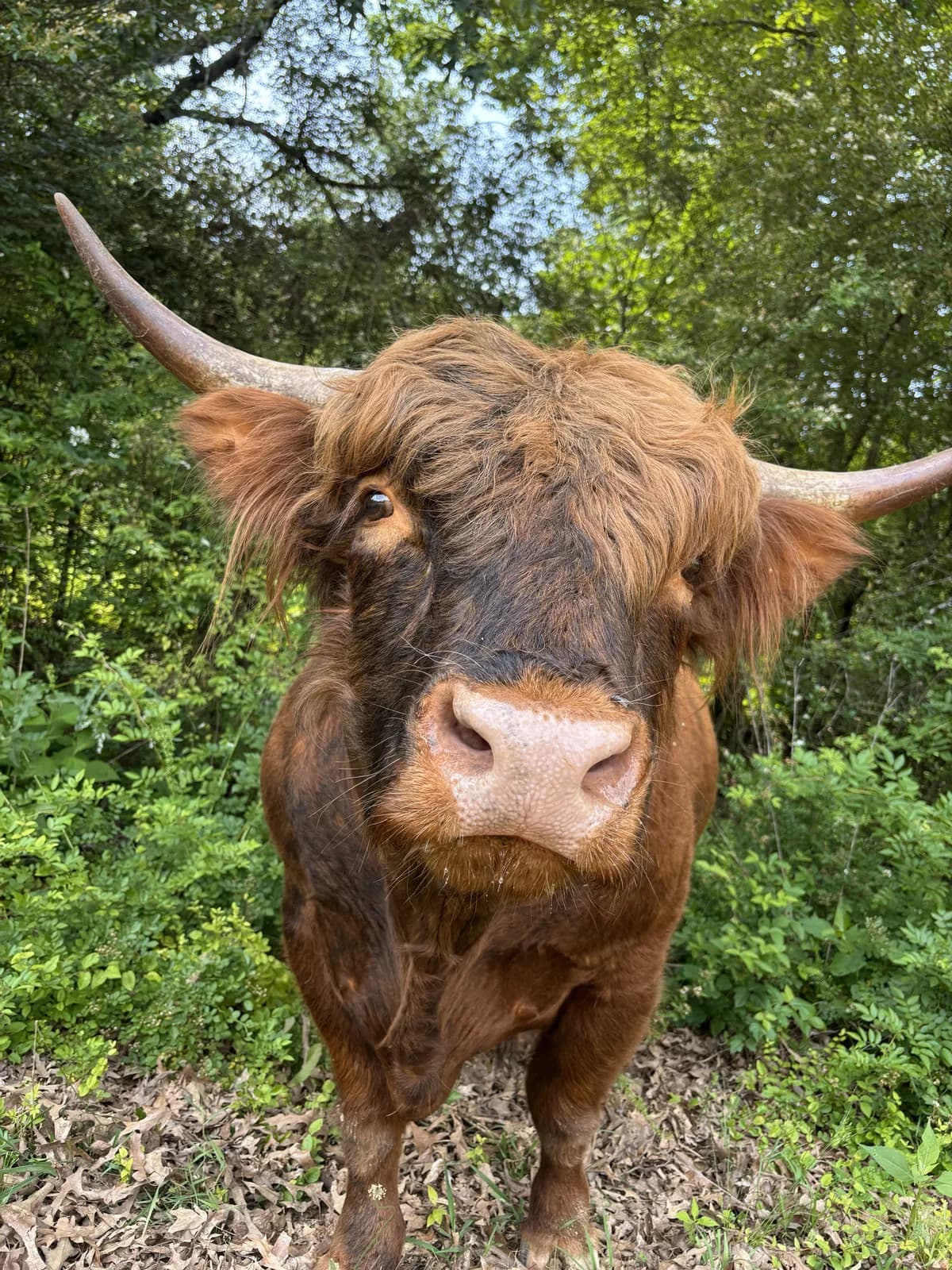 Highland Cow at Half Pint Farm
