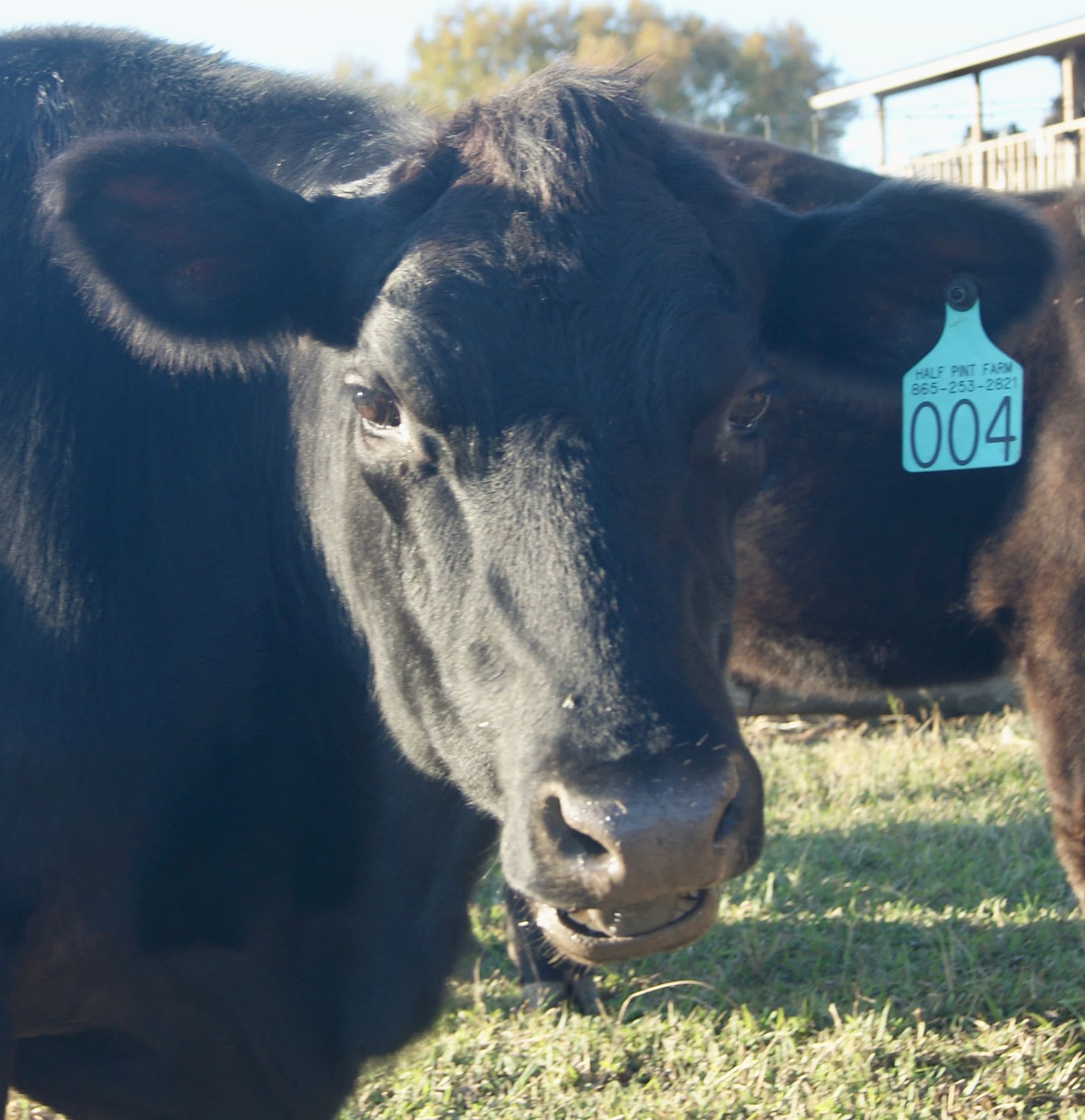 Bambi - young Black Angus at Half Pint Farm in Maryville, TN