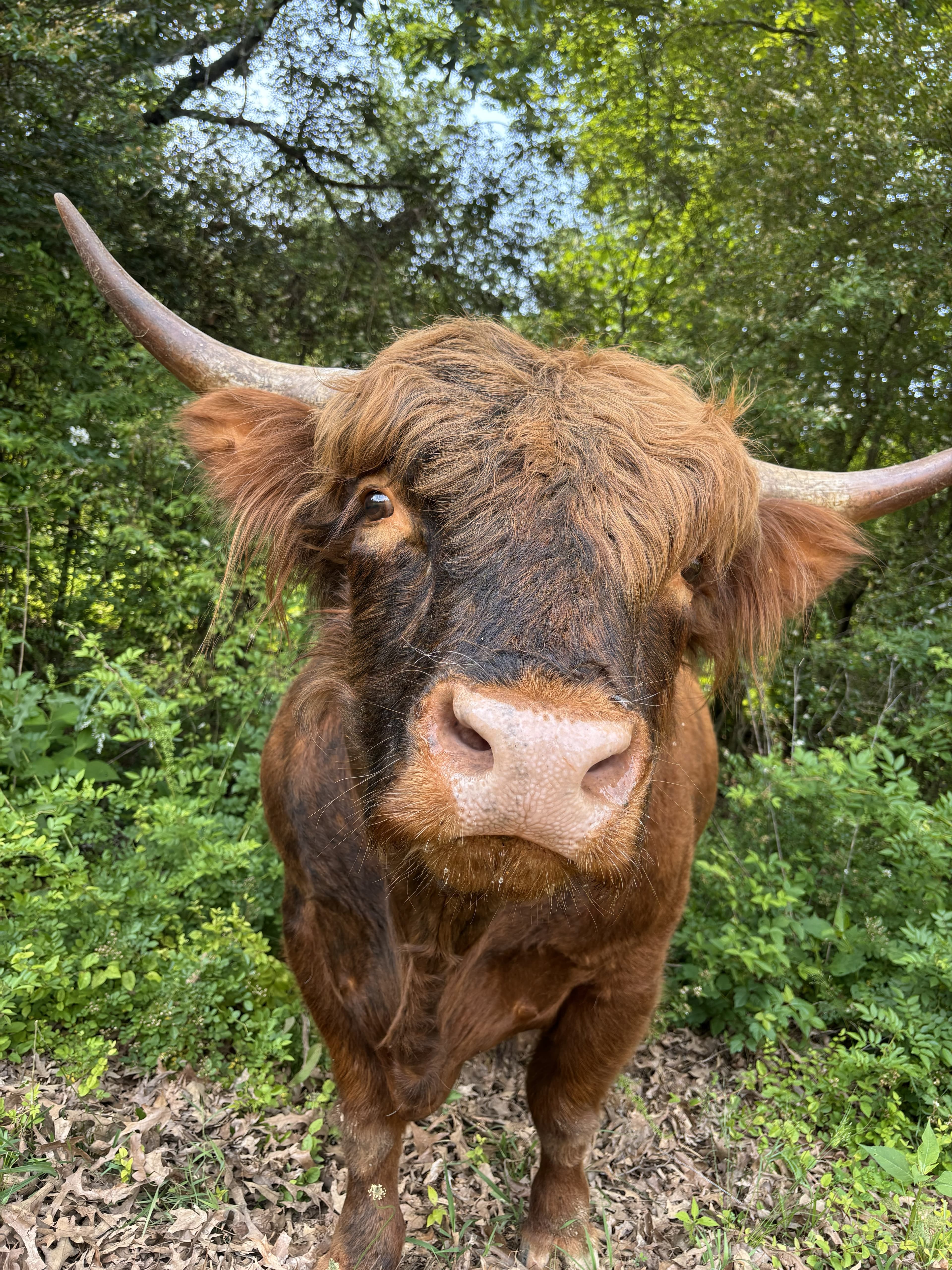 Highland Cow at Half Pint Farm