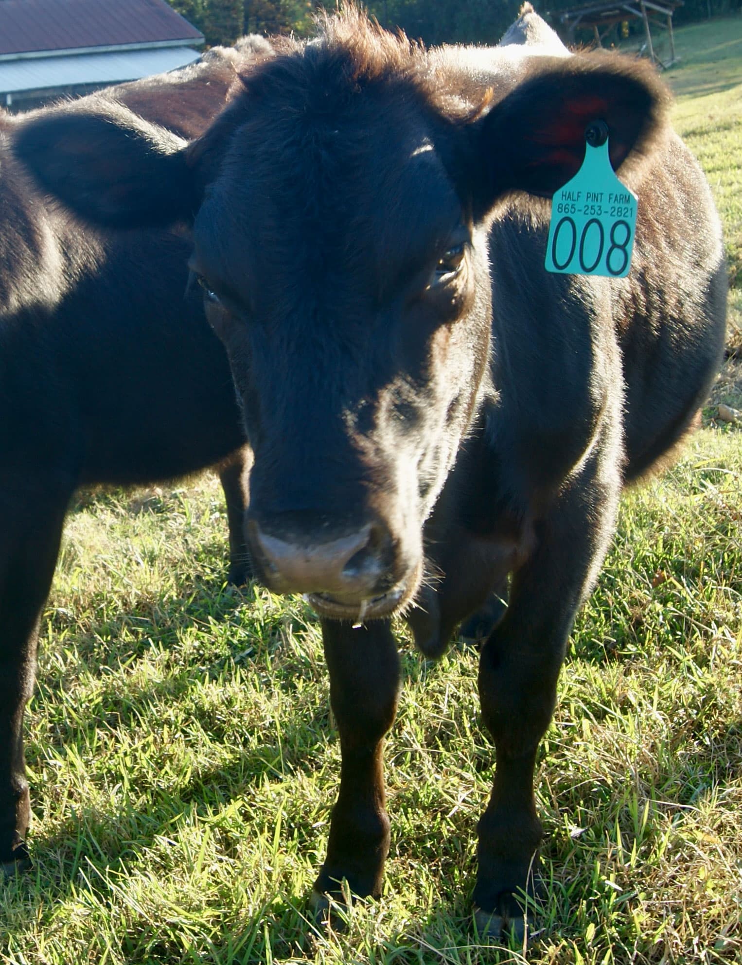 Pumpkin - Black Angus cow at Half Pint Farm in Maryville, TN